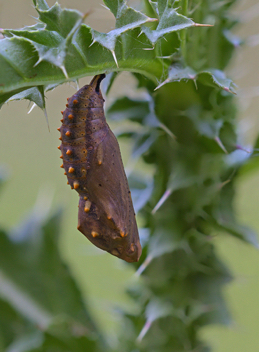 Painted Lady chrysalis